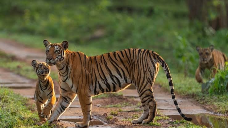 Nagarhole National Park (Kutta side)